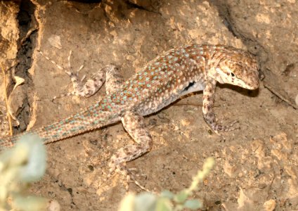 LIZARD, WESTERN SIDE-BLOTCHED (Uta stansburiana elegans) (8-9-2015) granite peaks, san bernadino co, ca -02 photo