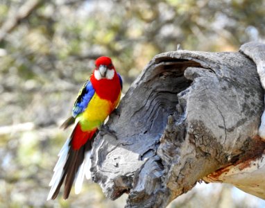Eastern rosella at nest