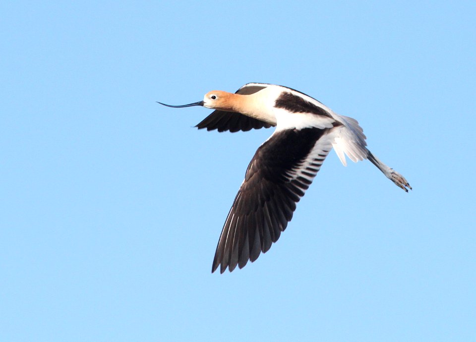 AVOCET, AMERICAN (5-1-10) adult alarmed over chicks, carrizo plain nat mon , slo co, ca -04