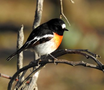 Scarlet robin photo