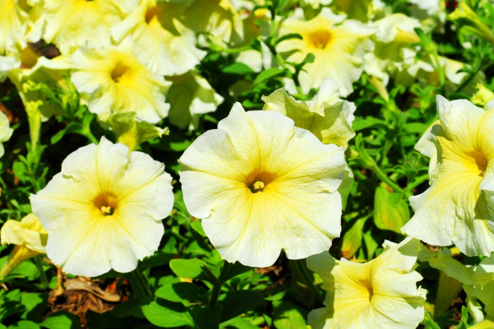 Nature yellow plant