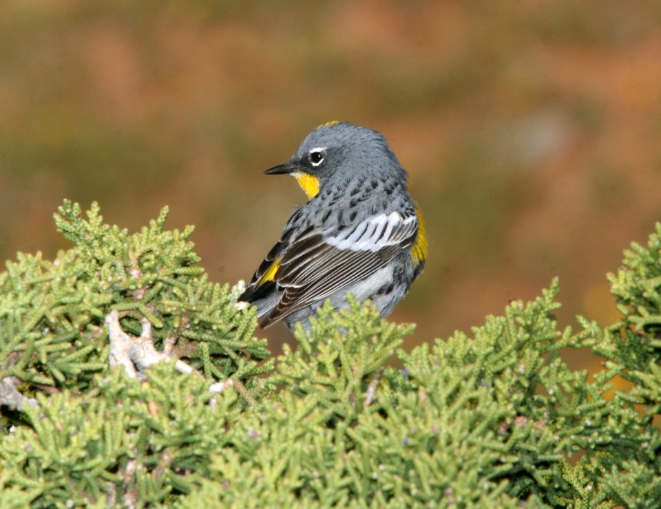 WARBLER, YELLOW-RUMPED (3-30-09) carrizo, quail springs -13