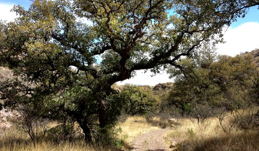 ROCK CORRAL CANYON - Atascosa Mts (3-22-14) -10 photo