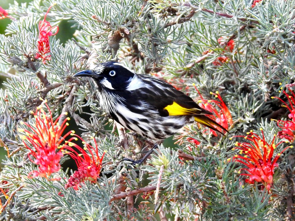 New Holland honeyeater