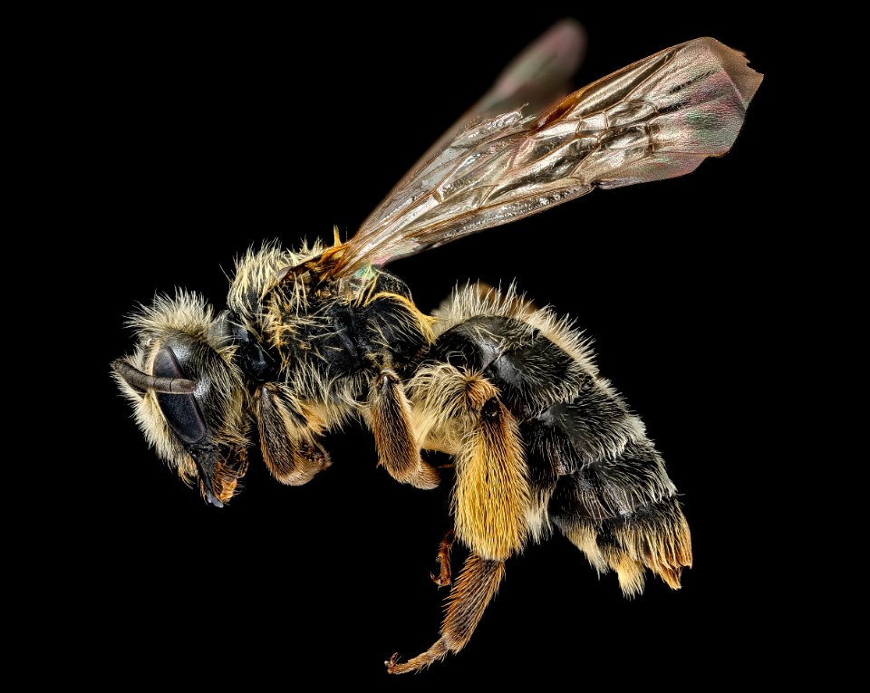 Andrena thaspii, f, left, Washington Co., VA 2018-05-29-15.16