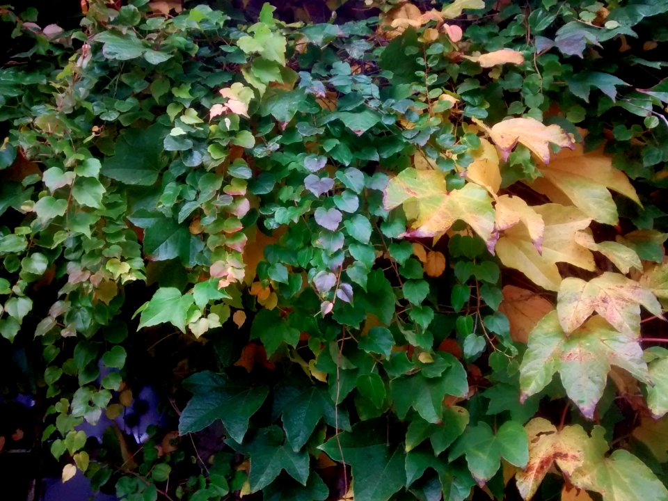 Hedera felix on Glass House