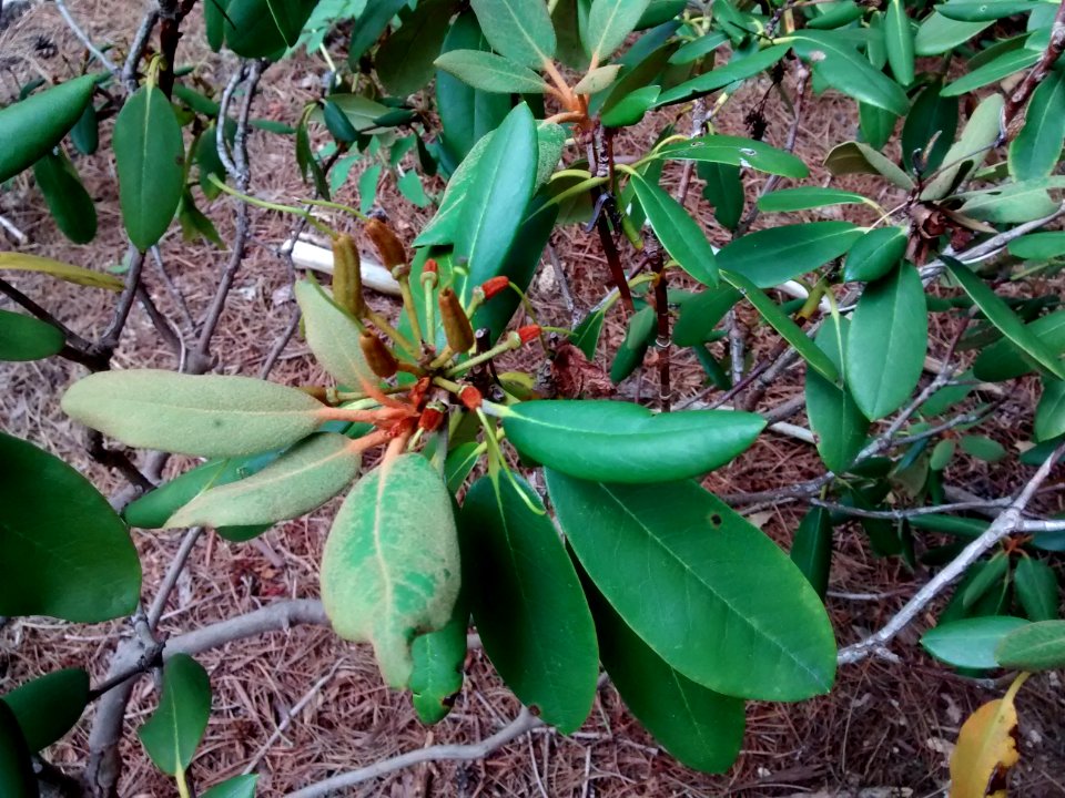 rhodo R5E