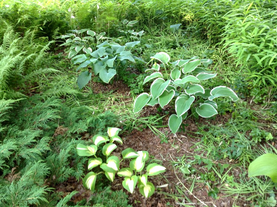 Hosta Vista ACH14