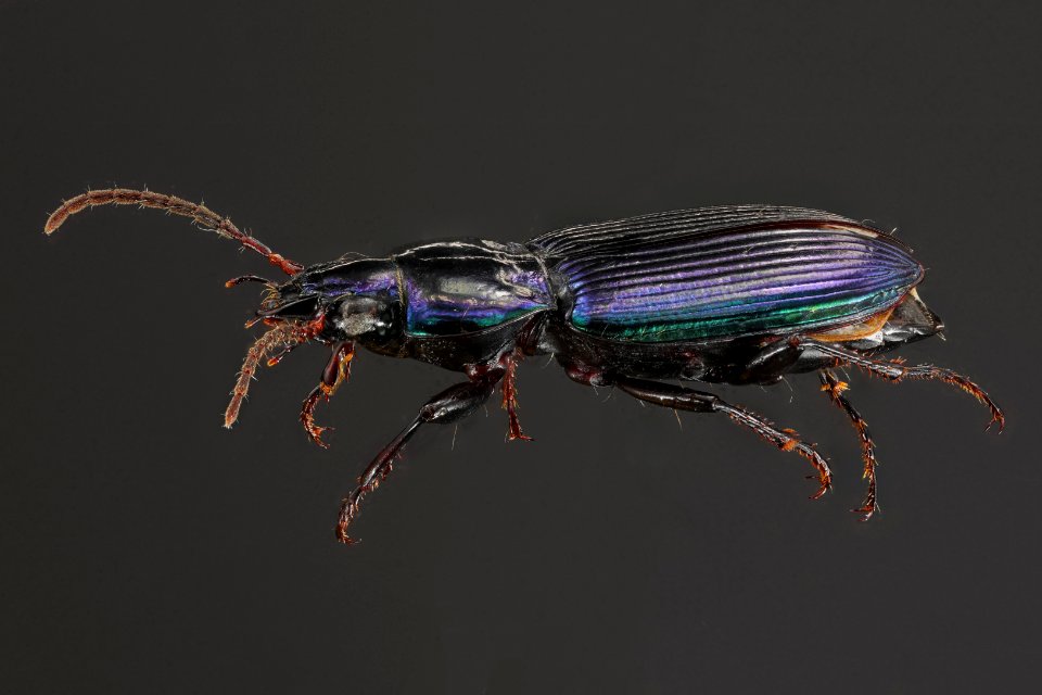 Woodland Ground Beetle - Poecilus scitulus