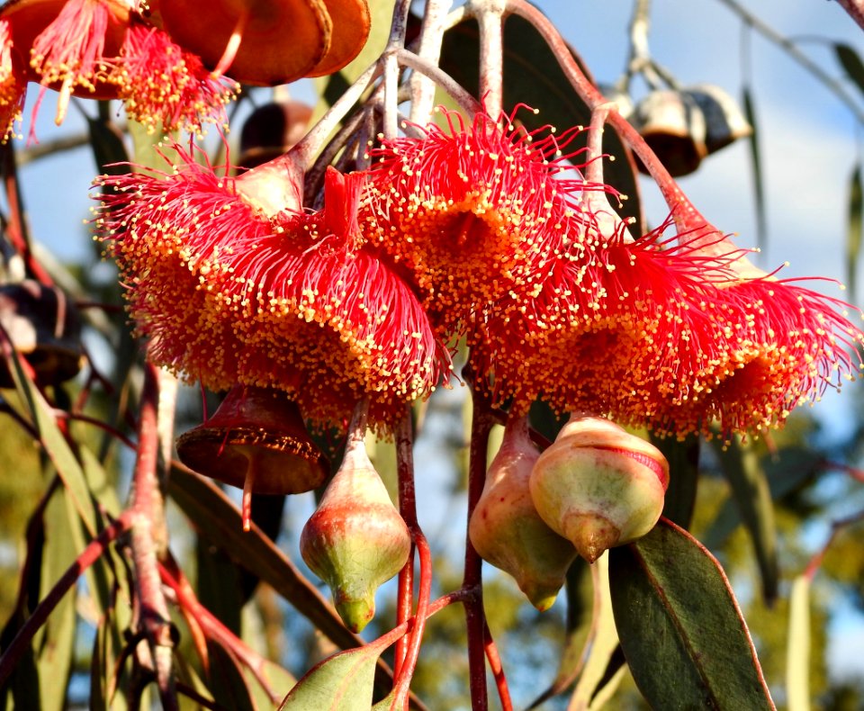 Eucalyptus in bloom