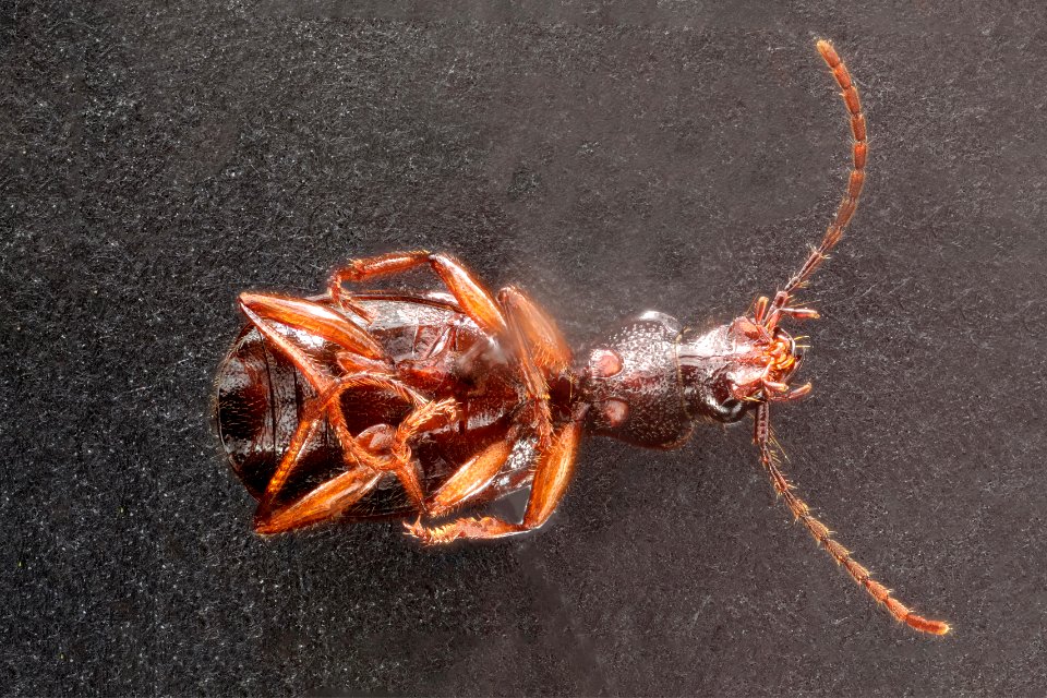 Cymindis unicolor (bottom view)
