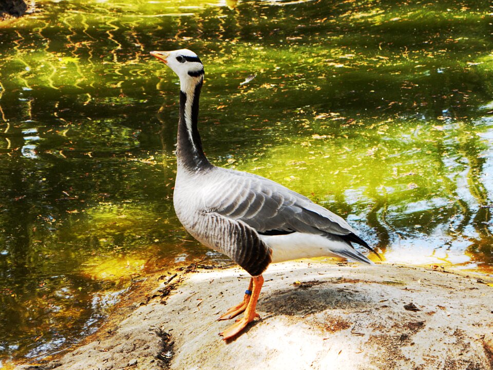 Bird animal feathers