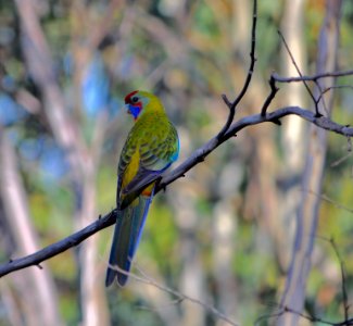 Crimson rosella (adolescent)