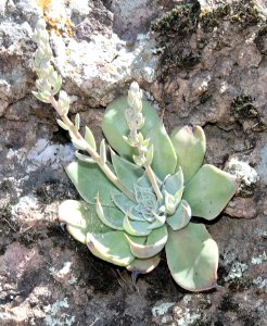 BARTRAM'S STONECROP (Graptopetalum bartrami) in side cyn of ALAMO CYN, off Ruby Rd, scc, az - (9-16-12)