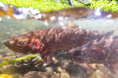 Spawning Yellowstone cutthroat trout (Oncorhynchus clarkii bouvieri) (8) photo