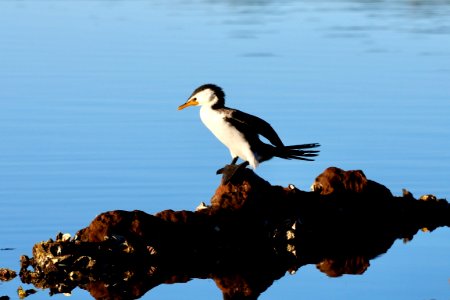 Little pied cormorant
