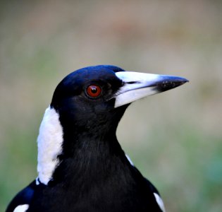 Close up of a magpie