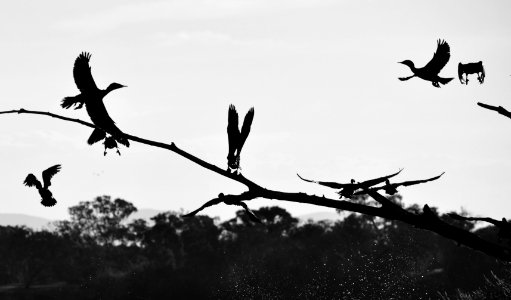 Black cormorants in flight