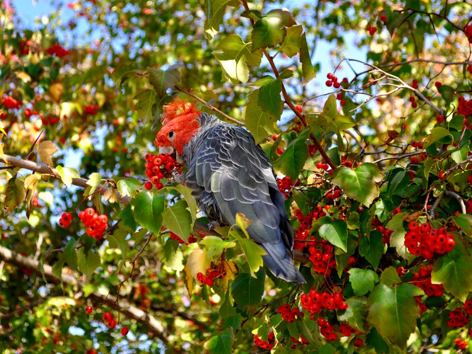 Gang gang cockatoo (male)