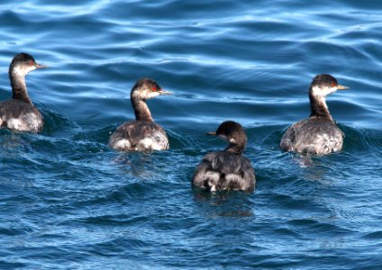 099 - EARED GREBE (9-27-13) santa barbara channel off ventura, ca -01