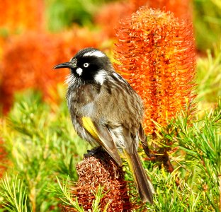 New Holland honeyeater