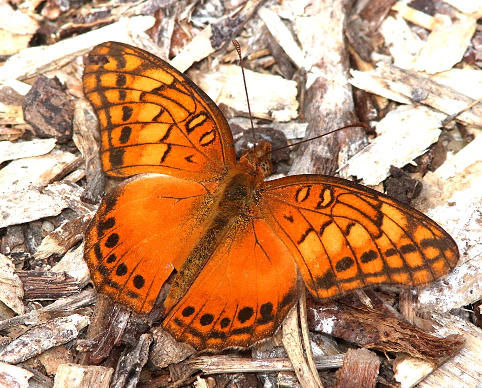 FRITILLARY, MEXICAN (Euptoieta hegesia) (11-8-13) the national butterfly center, mission, tx -01