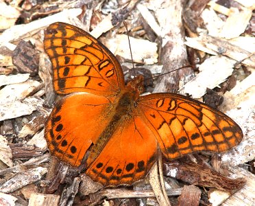 FRITILLARY, MEXICAN (Euptoieta hegesia) (11-8-13) the national butterfly center, mission, tx -01