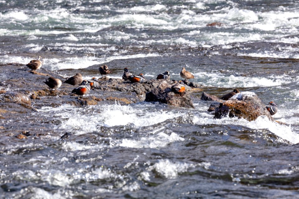 Harlequin ducks (Recurvirostra americana) at LeHardy Rapids (4)