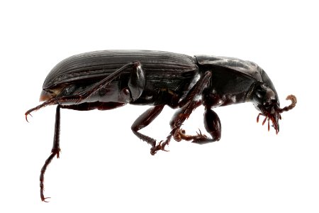 Pterostichus protractus (side view)