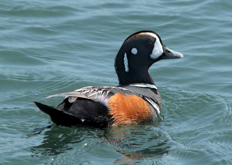 DUCK, HARLEQUIN (3-18-10) estero bluffs, slo co, ca -01