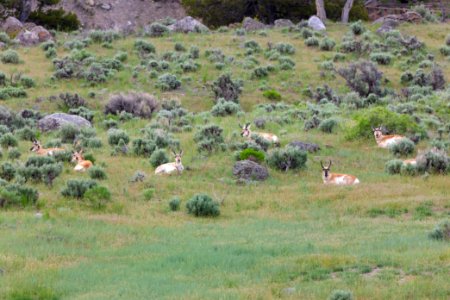 Group of male pronghorns: a band of bucks