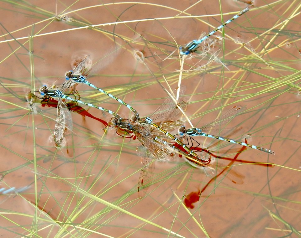Dragonflies