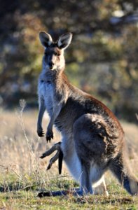 Female eastern grey kangaroo with joey photo