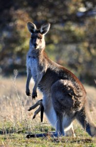 Female eastern grey kangaroo with joey