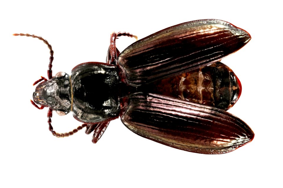 Stereocerus haematopus (top view)