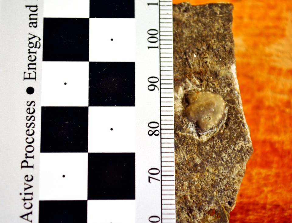 USNM 96488 Blountia polita trilobite