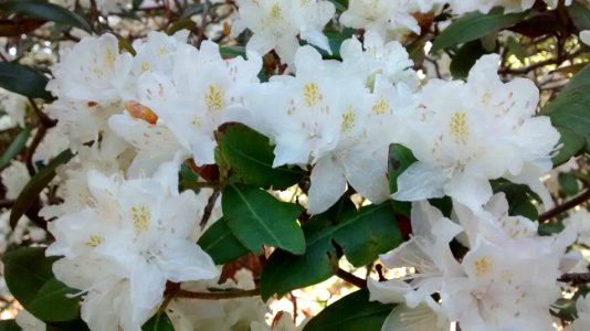 Rhodo R5G flowers
