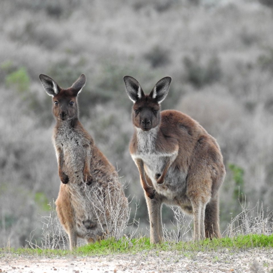 Western grey kangaroos