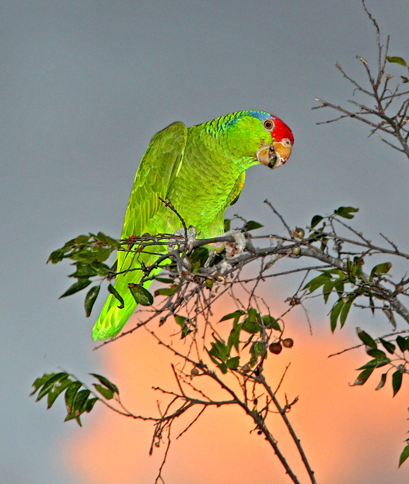 565 - RED-CROWNED PARROT (11-10-13) 7th st, harlingen, tx -06