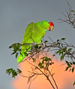 565 - RED-CROWNED PARROT (11-10-13) 7th st, harlingen, tx -06