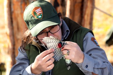 Yellowstone Bird Program (18): Wildlife Biologist Lauren Walker examines the wing of a red-naped sapsucker