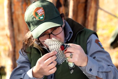 Yellowstone Bird Program (18): Wildlife Biologist Lauren Walker examines the wing of a red-naped sapsucker photo