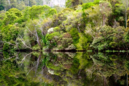 Reflections on the Pieman River photo