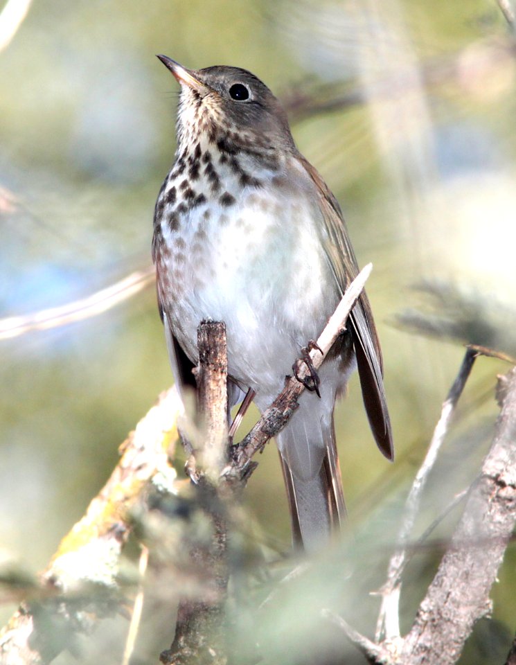 THRUSH, HERMIT (12-15-11) humboldt cyn, patagonia mts, scc, az -01
