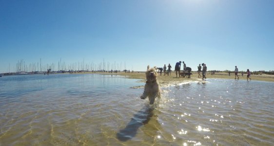 Maggie at Brighton dog beach