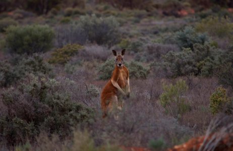 Red kangaroo
