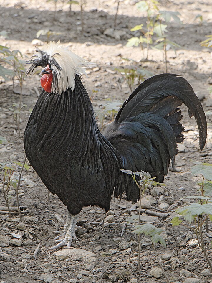 Animal pen plumage