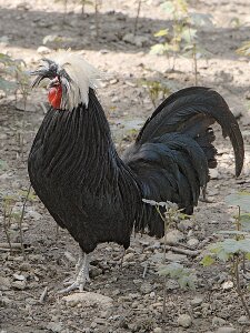 Animal pen plumage