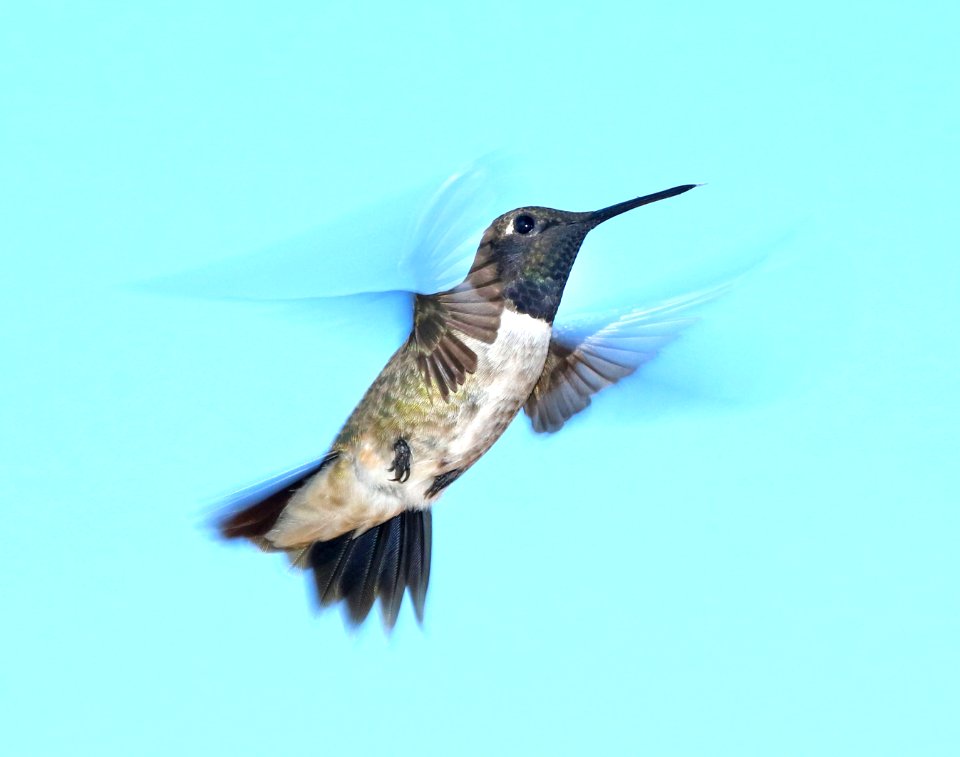 499 - BLACK-CHINNED HUMMINGBIRD (8-20-2016) 78 circulo montana, patagonia lake ranch estates, scc, az -01