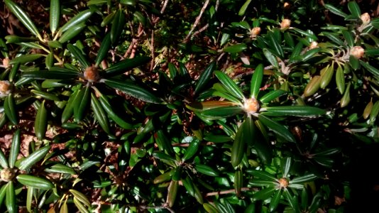 Rhodo R9A leaves & buds